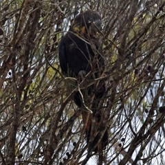 Calyptorhynchus lathami lathami (Glossy Black-Cockatoo) at Windellama, NSW - 4 Nov 2018 by GITM2