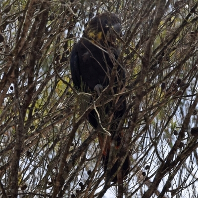 Calyptorhynchus lathami lathami (Glossy Black-Cockatoo) at Windellama, NSW - 4 Nov 2018 by GITM2