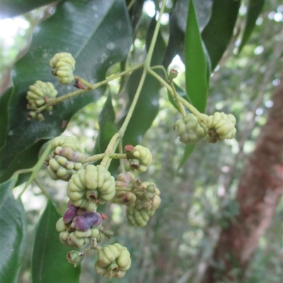 Syzygium unipunctatum at Syndicate, QLD - 21 Sep 2018 by JasonPStewartNMsnc2016