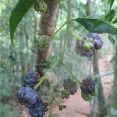 Syzygium unipunctatum at Syndicate, QLD - 20 Oct 2018 by JasonPStewartNMsnc2016