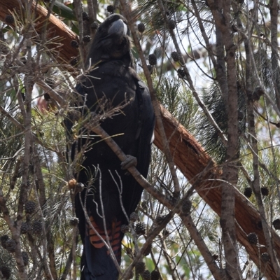 Calyptorhynchus lathami lathami (Glossy Black-Cockatoo) at Windellama, NSW - 4 Nov 2018 by GITM2