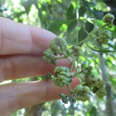 Syzygium unipunctatum at Syndicate, QLD - 1 Sep 2018 by JasonPStewartNMsnc2016