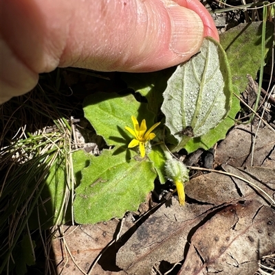 Cymbonotus (genus) (Bears Ears) at Aranda, ACT - 18 Sep 2025 by lbradley