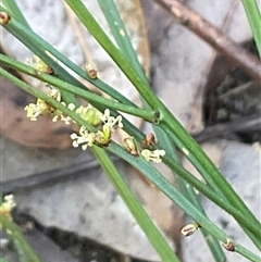 Unverified Plant at Ulladulla, NSW - 17 Sep 2025 by Jennybach