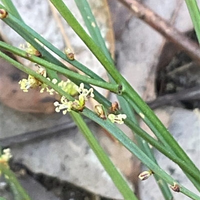 Unverified Plant at Ulladulla, NSW - 17 Sep 2025 by Jennybach