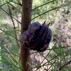 Hakea sericea (Needlebush) at Ulladulla, NSW - 17 Sep 2025 by Jennybach