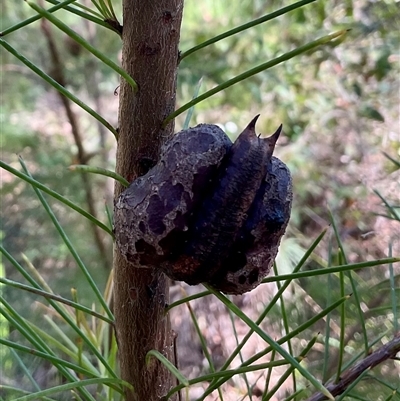 Hakea sericea (Needlebush) at Ulladulla, NSW - 17 Sep 2025 by Jennybach