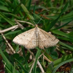 Scopula rubraria (Reddish Wave, Plantain Moth) at Downer, ACT - 18 Sep 2025 by RobertD