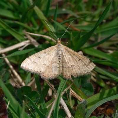 Scopula rubraria (Reddish Wave, Plantain Moth) at Downer, ACT - 18 Sep 2025 by RobertD