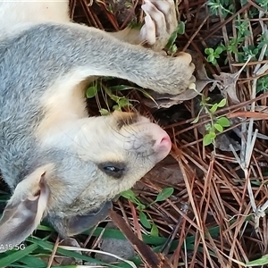 Trichosurus vulpecula (Common Brushtail Possum) at Watson, ACT - 11 Sep 2025 by MPW
