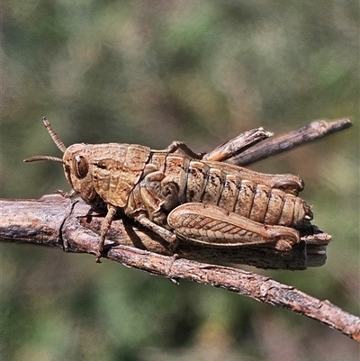 Perunga ochracea (Perunga grasshopper, Cross-dressing Grasshopper) at Molonglo, ACT - 18 Sep 2025 by Wolfdogg