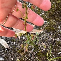 Drosera auriculata (Tall Sundew) at Aranda, ACT - 18 Sep 2025 by lbradley