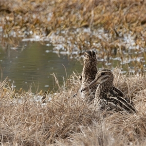 Gallinago hardwickii (Latham's Snipe) at Fyshwick, ACT - 18 Sep 2025 by rawshorty