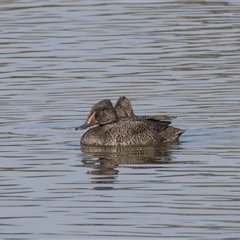 Stictonetta naevosa (Freckled Duck) at Fyshwick, ACT - 18 Sep 2025 by rawshorty