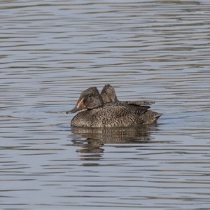 Stictonetta naevosa (Freckled Duck) at Fyshwick, ACT - 18 Sep 2025 by rawshorty