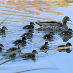 Chenonetta jubata (Australian Wood Duck) at South Albury, NSW - 18 Sep 2025 by KylieWaldon