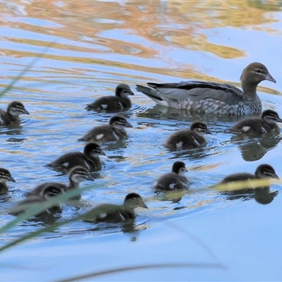 Chenonetta jubata (Australian Wood Duck) at South Albury, NSW - 18 Sep 2025 by KylieWaldon