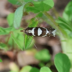 Glyphipterix leucoplaca (A Gem moth (Glyphipterigidae) at Glenroy, NSW - 18 Sep 2025 by KylieWaldon