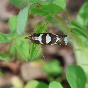 Glyphipterix leucoplaca (A Gem moth (Glyphipterigidae) at Glenroy, NSW - 18 Sep 2025 by KylieWaldon