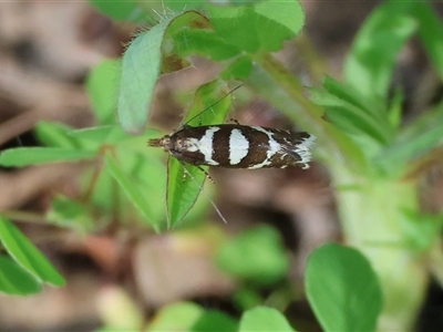 Glyphipterix leucoplaca (A Gem moth (Glyphipterigidae) at Glenroy, NSW - 18 Sep 2025 by KylieWaldon