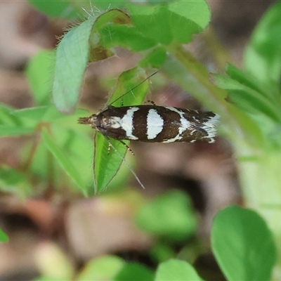 Glyphipterix leucoplaca (A Gem moth (Glyphipterigidae) at Glenroy, NSW - 18 Sep 2025 by KylieWaldon