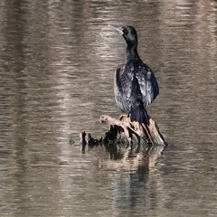 Phalacrocorax sulcirostris (Little Black Cormorant) at South Albury, NSW - 18 Sep 2025 by KylieWaldon