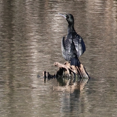 Phalacrocorax sulcirostris (Little Black Cormorant) at South Albury, NSW - 18 Sep 2025 by KylieWaldon