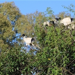 Threskiornis molucca (Australian White Ibis) at South Albury, NSW - 18 Sep 2025 by KylieWaldon