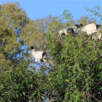 Threskiornis molucca (Australian White Ibis) at South Albury, NSW - 18 Sep 2025 by KylieWaldon
