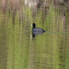Fulica atra (Eurasian Coot) at South Albury, NSW - 18 Sep 2025 by KylieWaldon