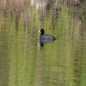 Fulica atra (Eurasian Coot) at South Albury, NSW - 18 Sep 2025 by KylieWaldon