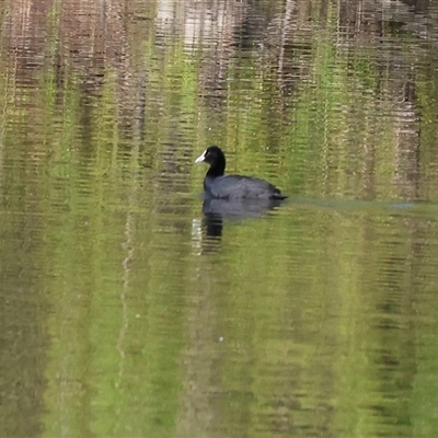 Fulica atra (Eurasian Coot) at South Albury, NSW - 18 Sep 2025 by KylieWaldon