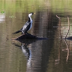 Microcarbo melanoleucos (Little Pied Cormorant) at South Albury, NSW - 18 Sep 2025 by KylieWaldon