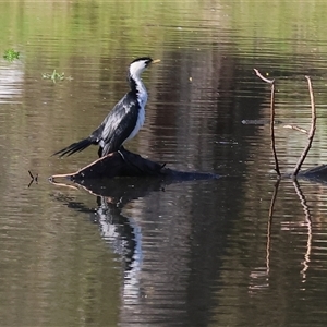 Microcarbo melanoleucos (Little Pied Cormorant) at South Albury, NSW - 18 Sep 2025 by KylieWaldon