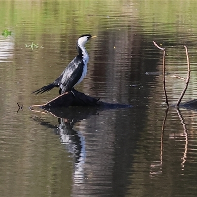 Microcarbo melanoleucos (Little Pied Cormorant) at South Albury, NSW - 18 Sep 2025 by KylieWaldon
