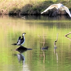 Microcarbo melanoleucos at South Albury, NSW - 18 Sep 2025 08:45 AM