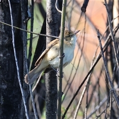 Acrocephalus australis (Australian Reed-Warbler) at South Albury, NSW - 18 Sep 2025 by KylieWaldon