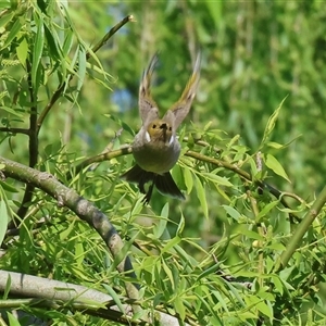 Ptilotula penicillata (White-plumed Honeyeater) at South Albury, NSW - 18 Sep 2025 by KylieWaldon