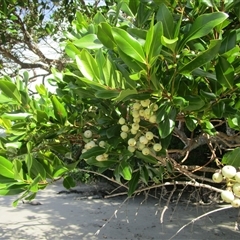 Syzygium hemilamprum subsp. hemilamprum at Cape Tribulation, QLD - 20 Jun 2023 12:24 PM
