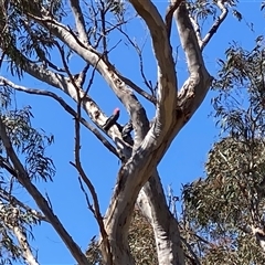 Callocephalon fimbriatum (Gang-gang Cockatoo) at Aranda, ACT - 14 Sep 2025 by LydiaB