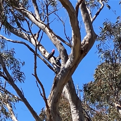 Callocephalon fimbriatum (Gang-gang Cockatoo) at Aranda, ACT - 14 Sep 2025 by LydiaB