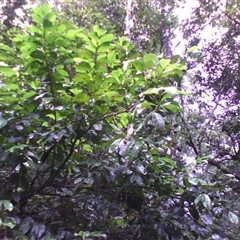 Euonymus australianus at Syndicate, QLD - 27 Feb 2014 by JasonPStewart