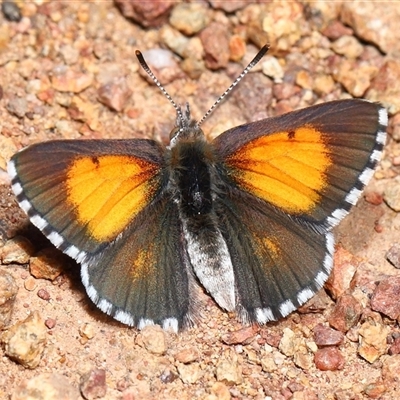 Lucia limbaria (Chequered Copper) at Belconnen, ACT - 18 Sep 2025 by TimL