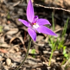 Glossodia major (Wax Lip Orchid) at Hall, ACT - 18 Sep 2025 by strigo