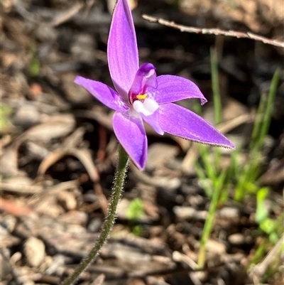 Glossodia major (Wax Lip Orchid) at Hall, ACT - 18 Sep 2025 by strigo