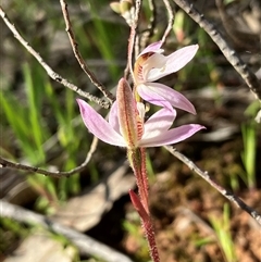 Caladenia fuscata (Dusky Fingers) at Hall, ACT - 18 Sep 2025 by strigo