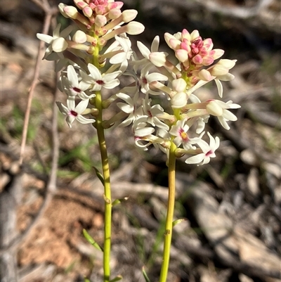 Stackhousia monogyna (Creamy Candles) at Hall, ACT - 18 Sep 2025 by strigo