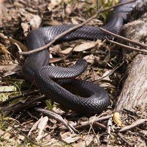 Pseudechis porphyriacus (Red-bellied Black Snake) at Paddys River, ACT - 18 Sep 2025 by PeteRav