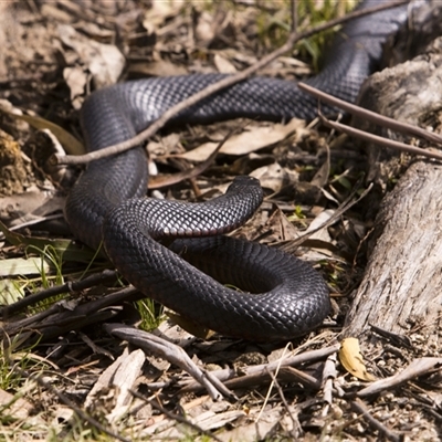Pseudechis porphyriacus (Red-bellied Black Snake) at Paddys River, ACT - 18 Sep 2025 by PeteRav