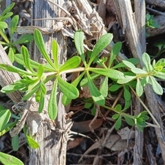 Galium aparine (Goosegrass, Cleavers) at Cooma, NSW - 18 Sep 2025 by mahargiani